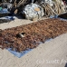 farming_seaweed_nlem_h_0156_bal3416.jpg